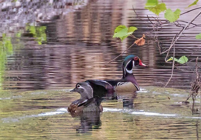 Building Photo - 4456 Streamside Ct