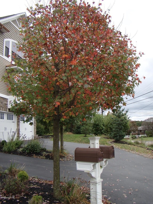 Building Photo - 6 Maple Leaf Dr