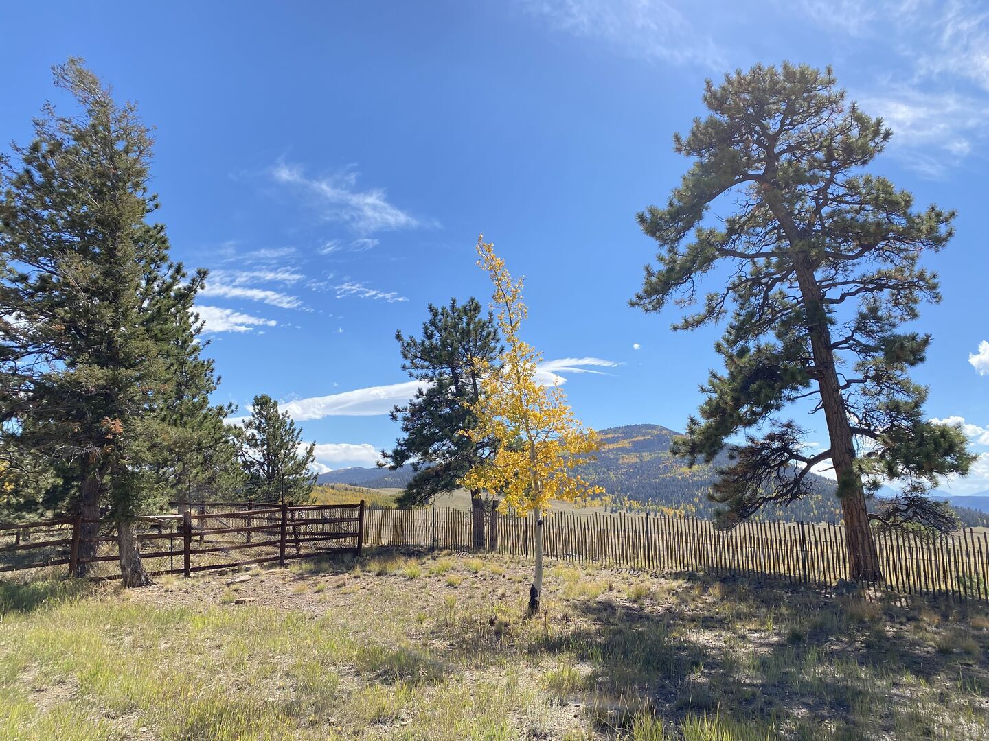 back yard - 850 Blacksmith Rd