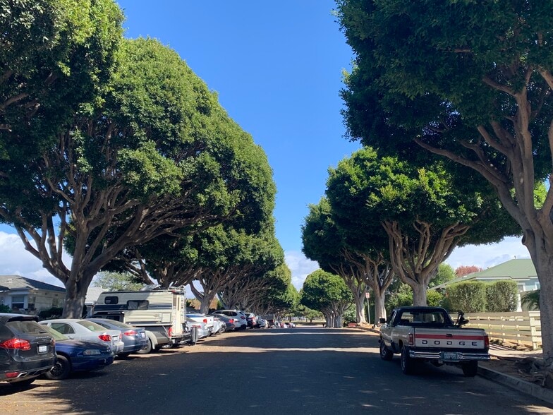 Beautiful Indian Laurel Fig trees lining Oak St. - 2401 Oak St