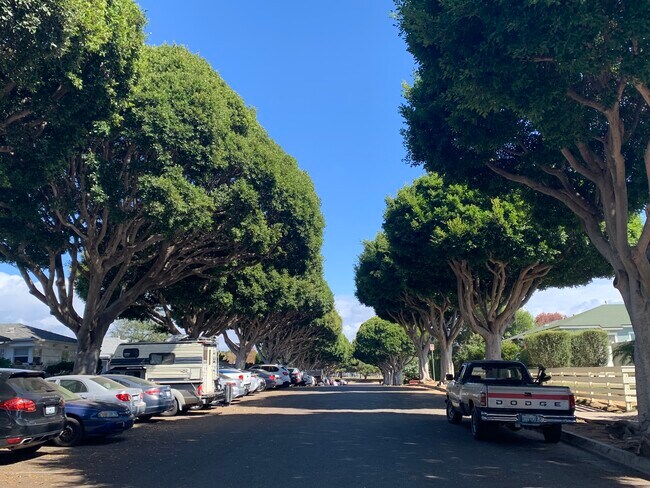 Beautiful Indian Laurel Fig trees lining Oak St. - 2401 Oak St