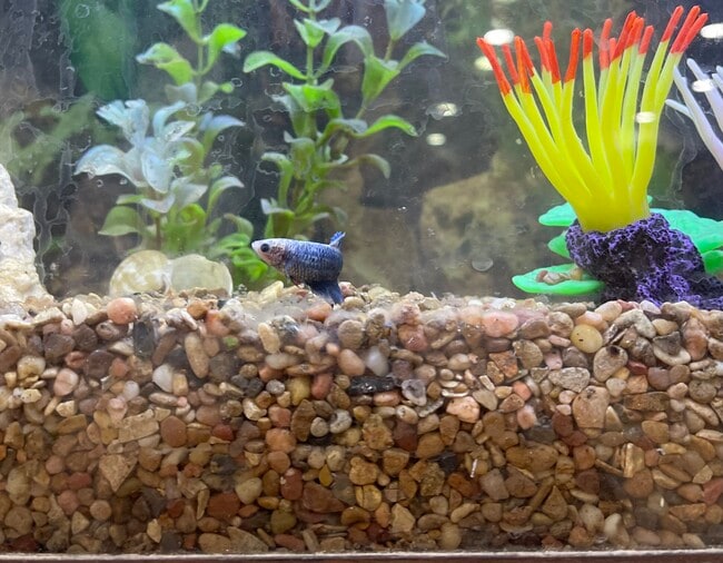 Building Photo - 6308 Joslyn Pl