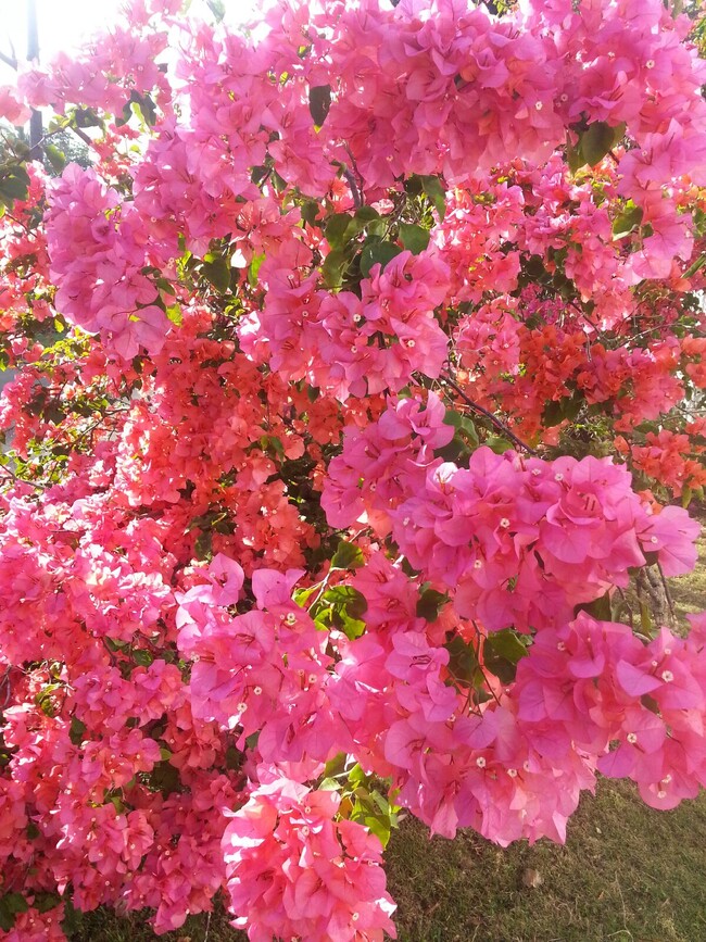 Bougainville bushes - 47-337 Mahakea Rd