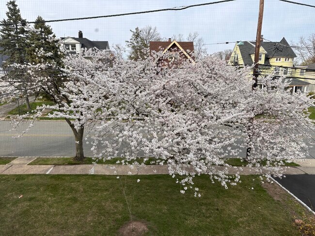 Street View - 229 Walnut St