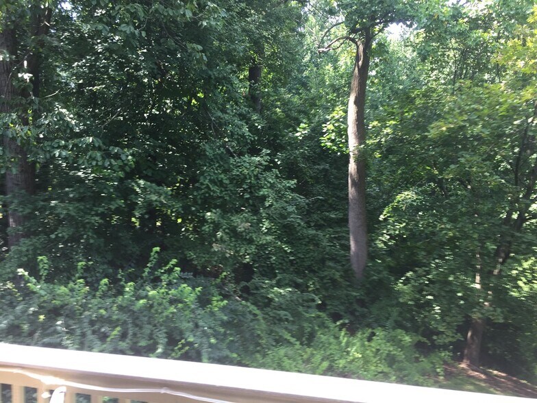 Woods behind property - 443 Lynetree Dr