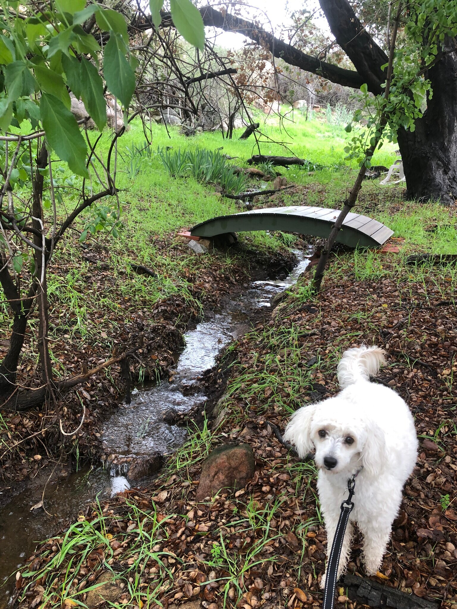 Seasonal creek finally flowing after the rains - 13915 Mussey Grade Rd