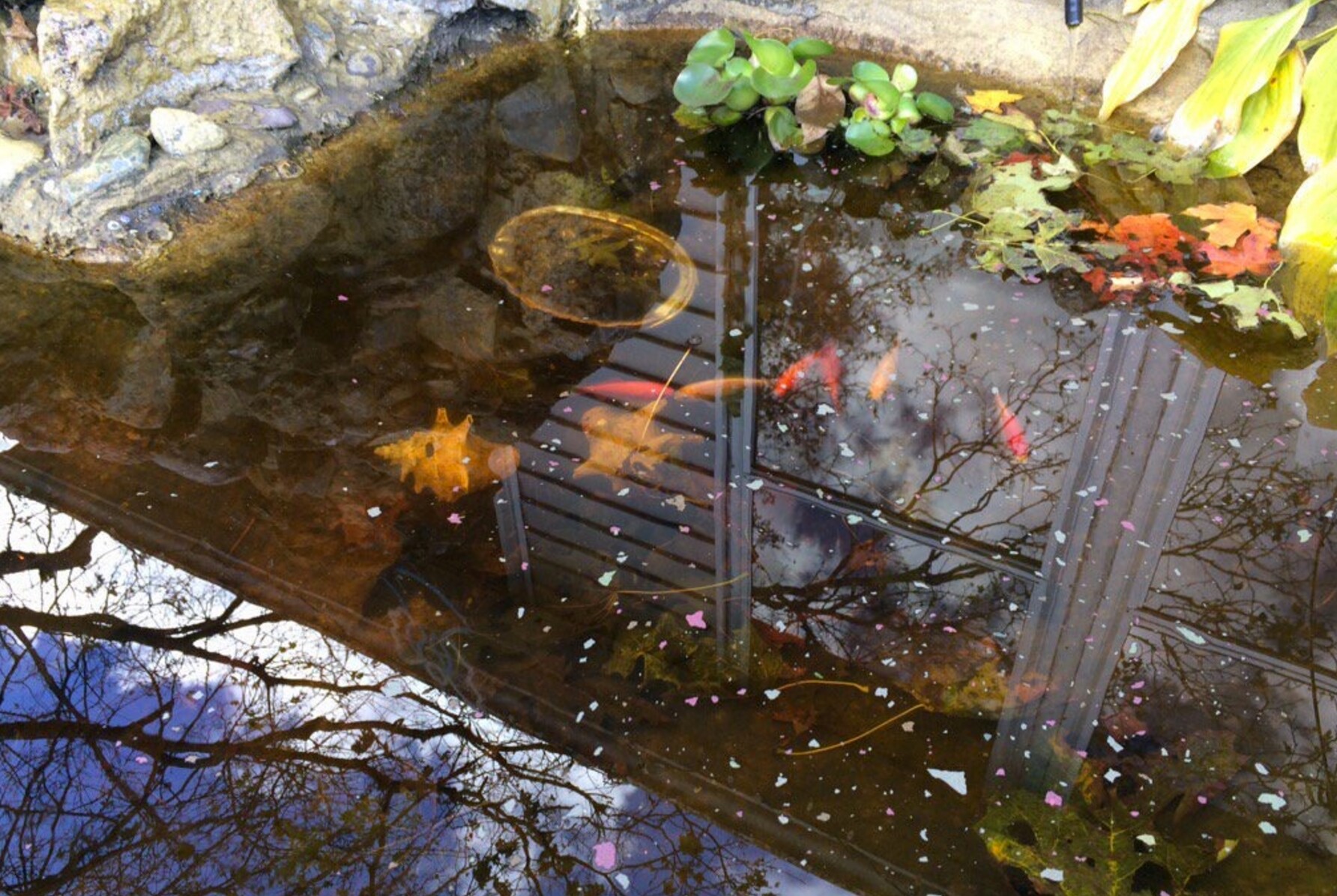 Fish pond - 265 Common St