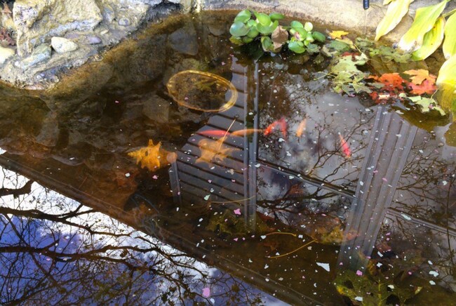 Fish pond - 265 Common St