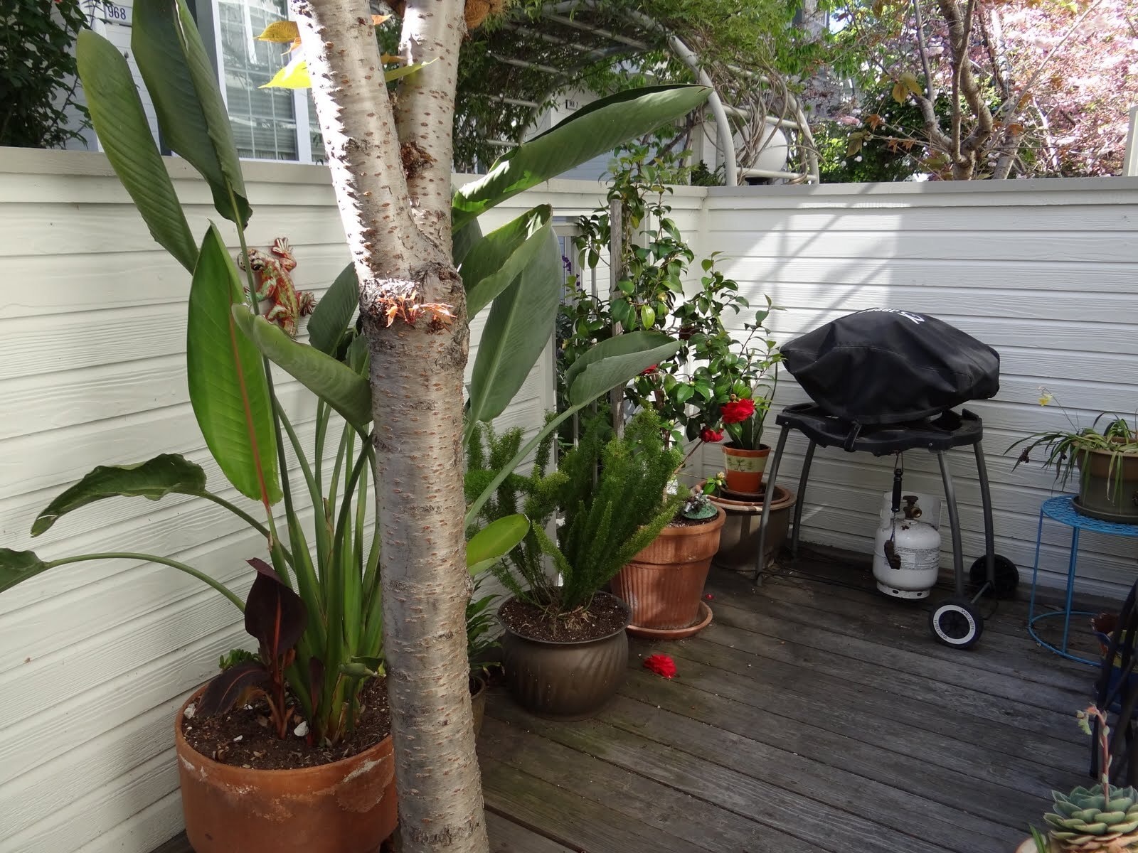 Patio - 964 Belmont Ter