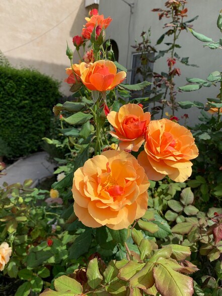 Building Photo - 8673 W Olympic Blvd