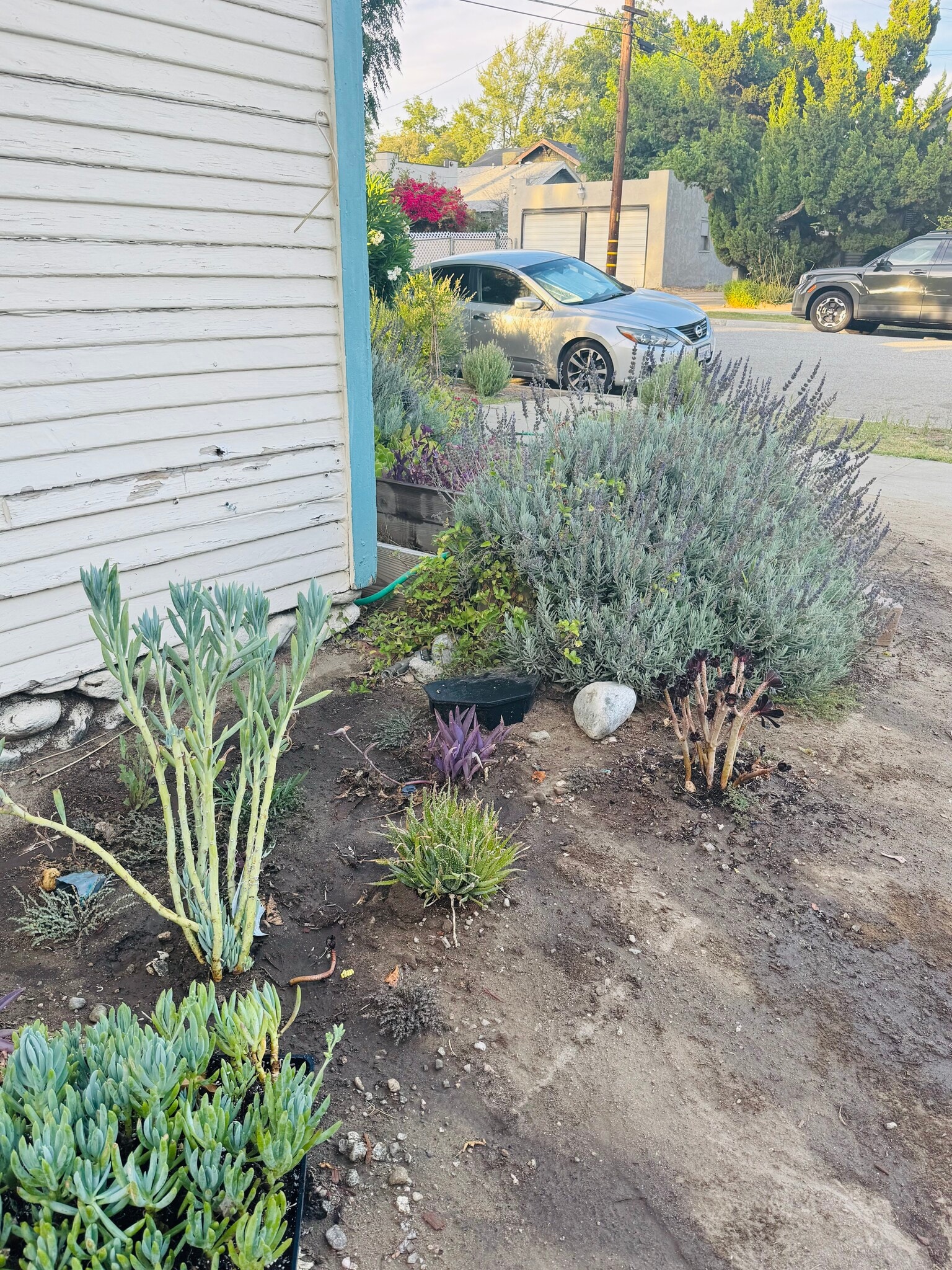 Garden - 1045 Bradford St