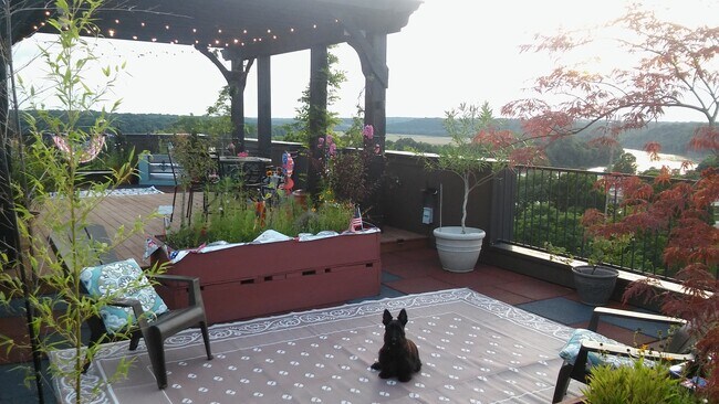 roof top terrace - 511 Wilcox St