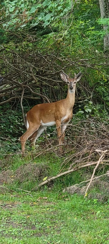 Building Photo - 126 Plainview Rd