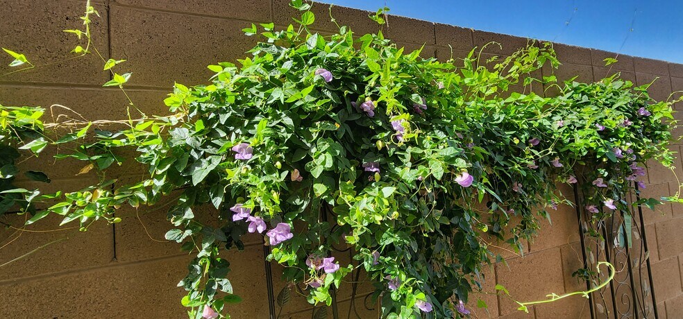 Evergreen Snail Vine flower by patio - 2192 W Sierra Sunset Trl