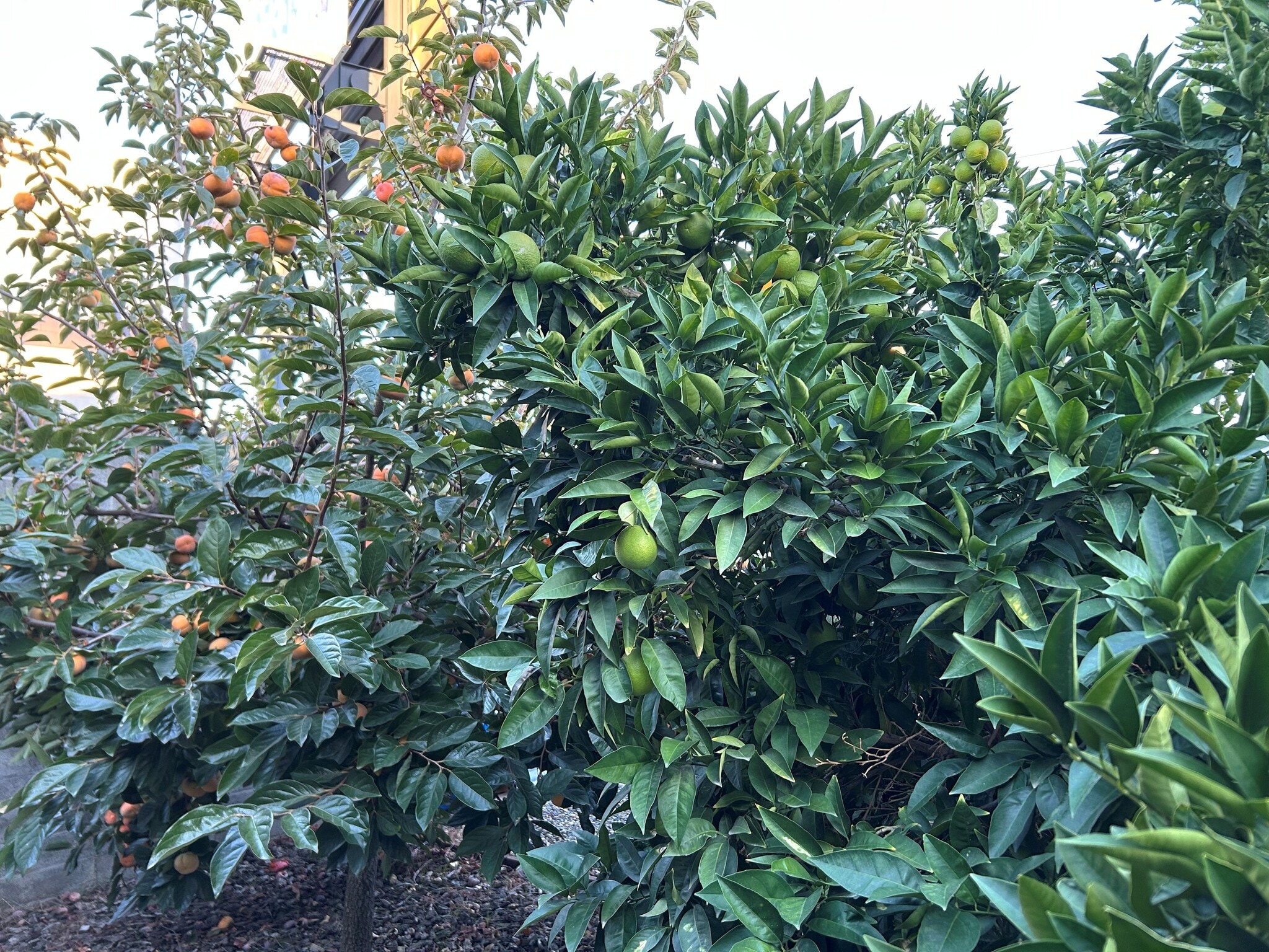 fruit trees: blood orange & persimmon - 1035 64th St