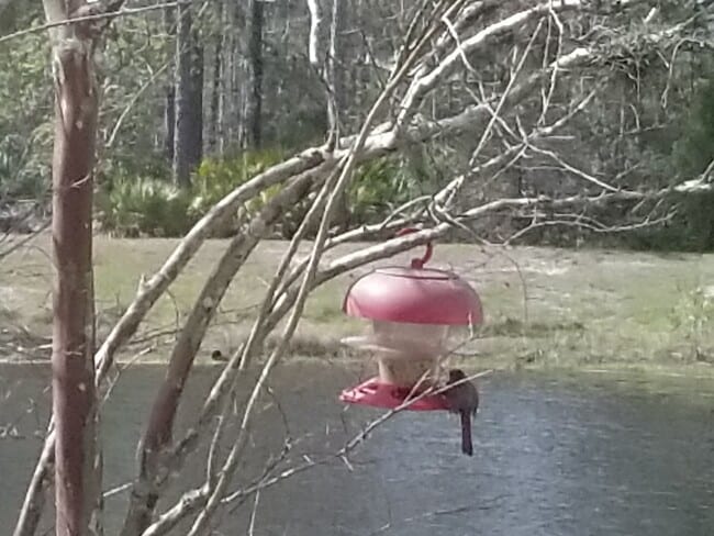 Building Photo - 237 N Hidden Tree Dr