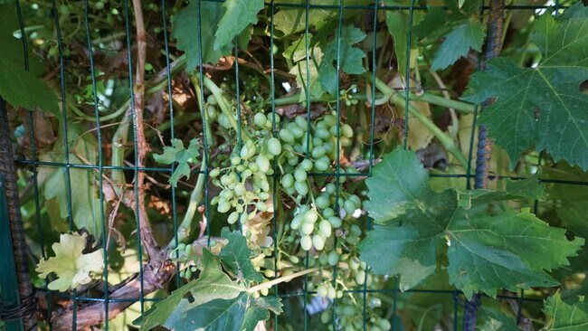 Building Photo - 12067 Lampton View Dr