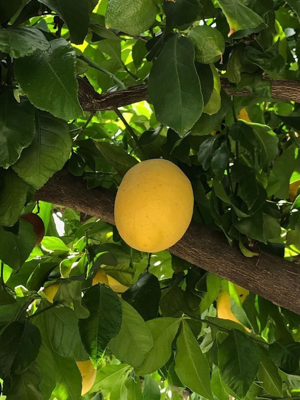 Building Photo - 5246 Canoga Ave