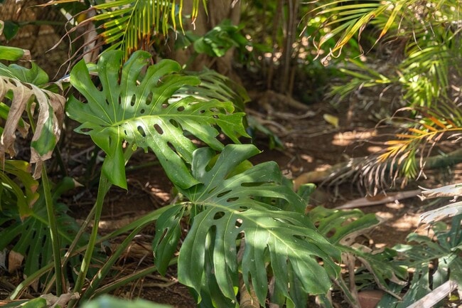 Building Photo - 59-018 Holawa St