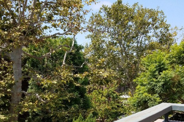 view from the master bedroom balcony - 4541 Alla Rd