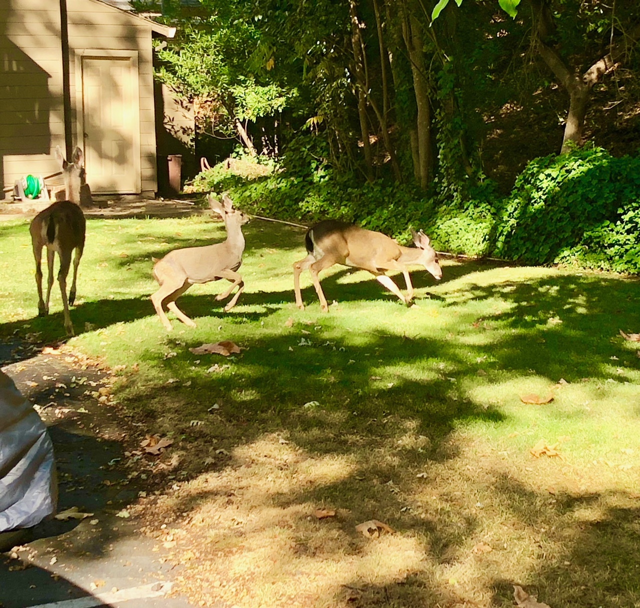 Deer on property - 352 W Main St