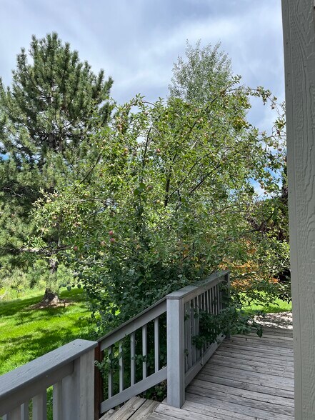 Apple tree - 2232 Sweetwater Creek Dr