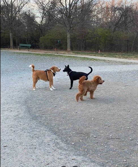dog park adjacent - 3526 Margaret Jones Pl