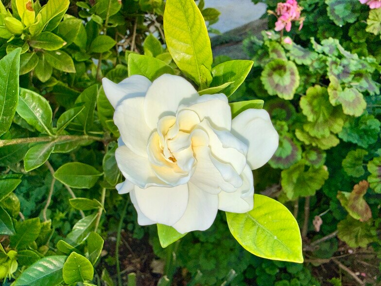 Building Photo - 20930 Parthenia St