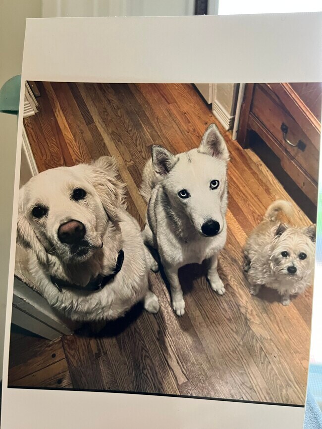 Owners dogs - 12131 Huston St