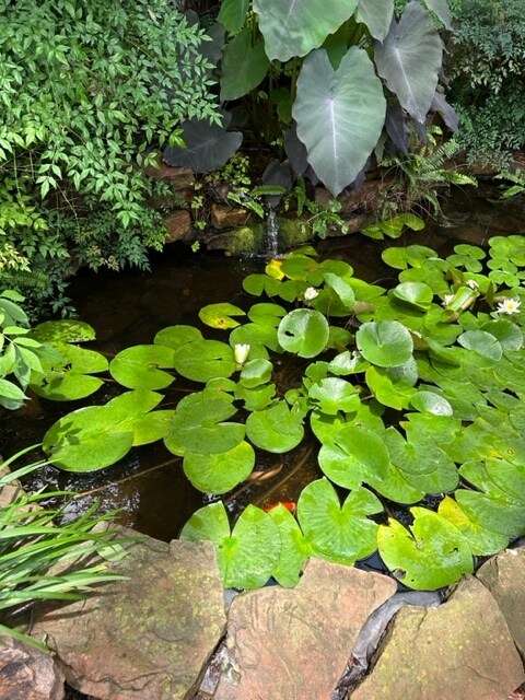 Koi Pond - 1023 W Gardner St