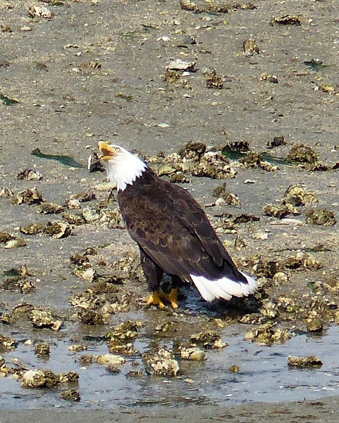 Crab for lunch - 7107 120th St NW