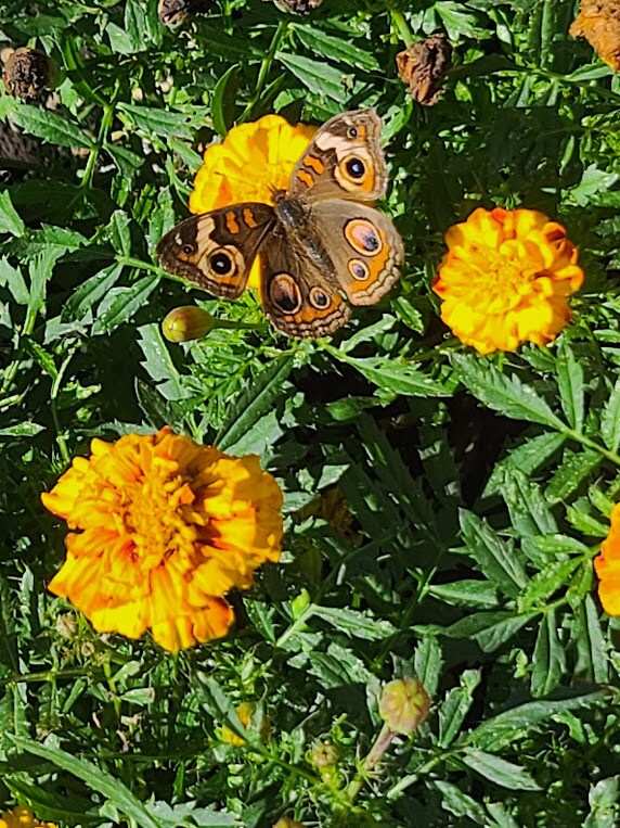 Building Photo - 486 Pinewood St