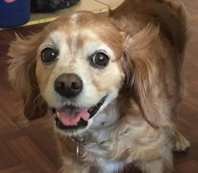 Pets okay! - 3030-3032 N Downer Ave