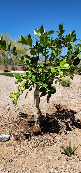 Grape fruit tree in backyard - 2192 W Sierra Sunset Trl