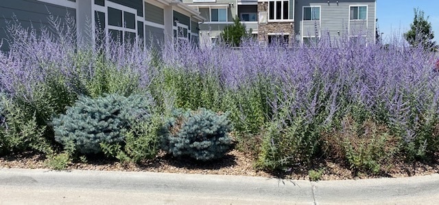 Building Photo - 10572 Belle Creek Blvd