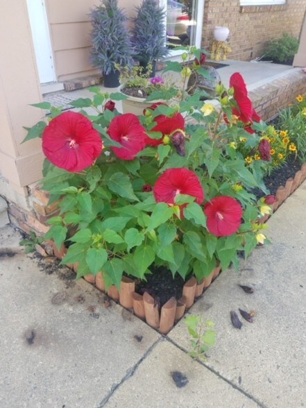 front porch flowers - 61035 11 Mile Rd