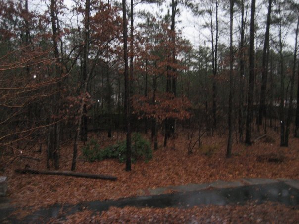 Backyard - 4924 Lippingham Dr