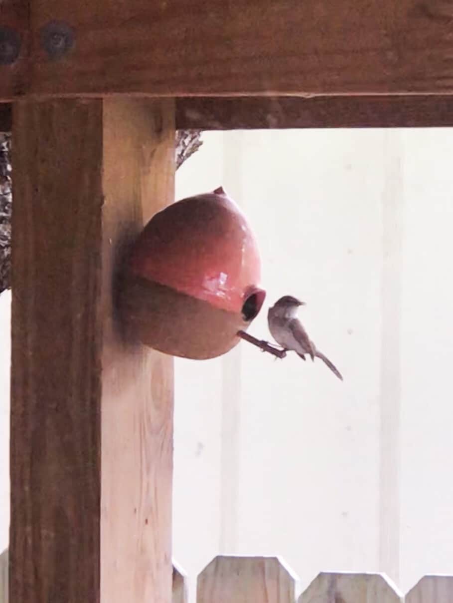 Birdhouse on patio often active with a wren family. View from kitchen/dining and 2nd bedroom. - 8757 Birmingham Dr