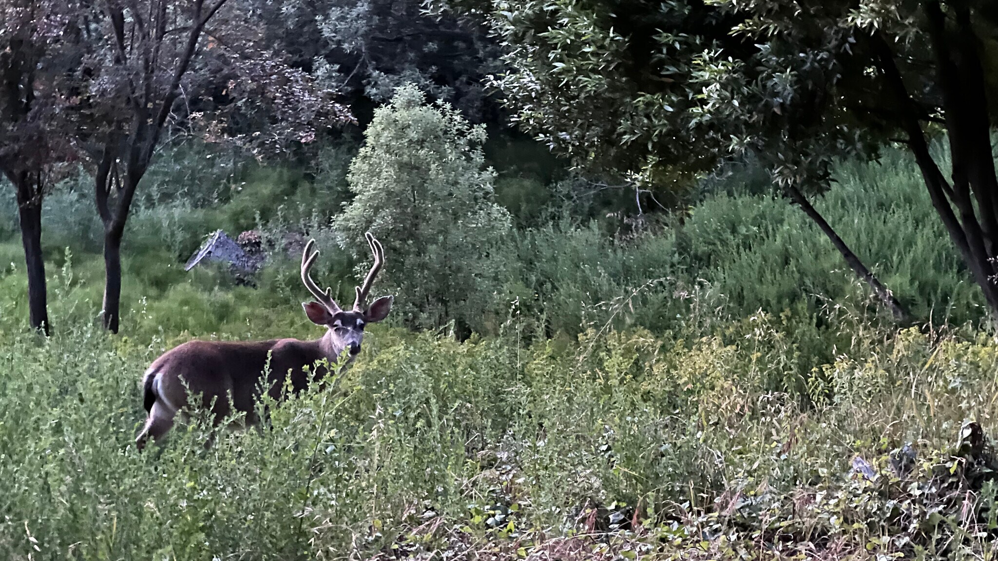 Building Photo - 1120 Sterling Ave