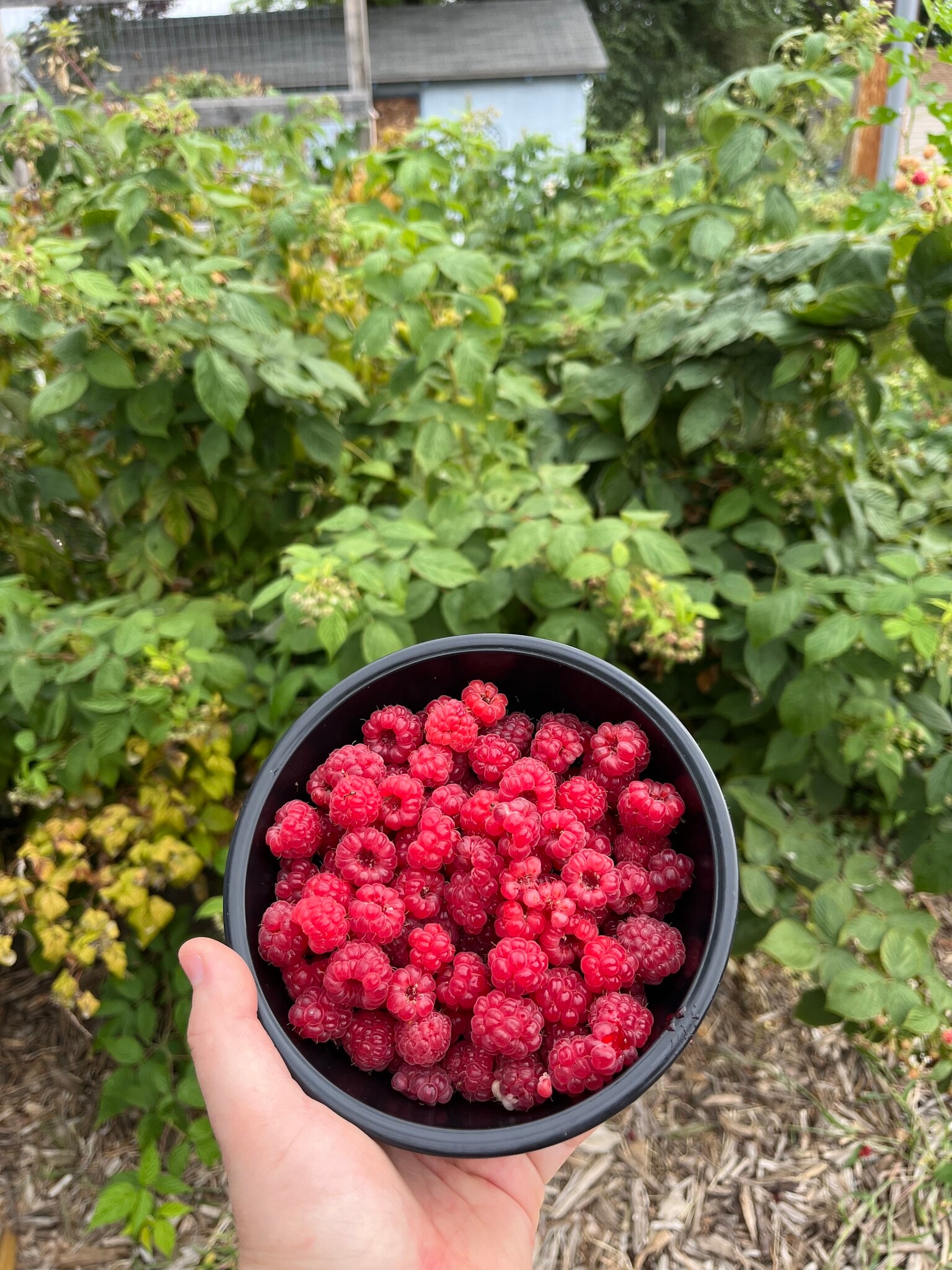 Mature raspberries, blackberries, and rhubarb plants for your enjoyment! - 1012 Englewood Ave