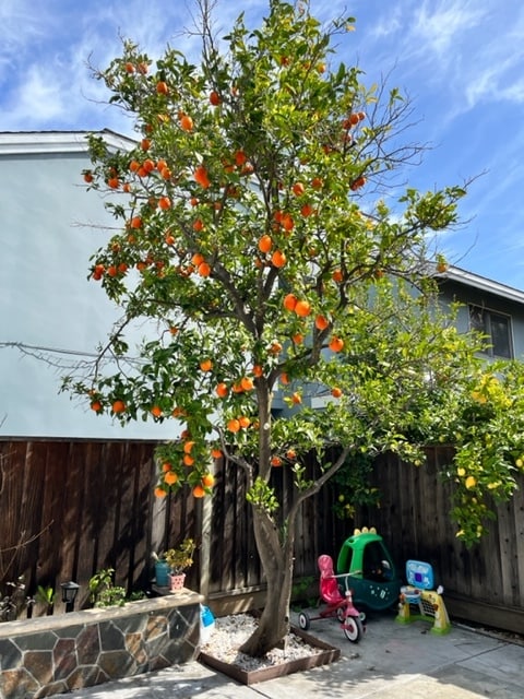 Mature fruit trees - 1298 Chewpon Ave