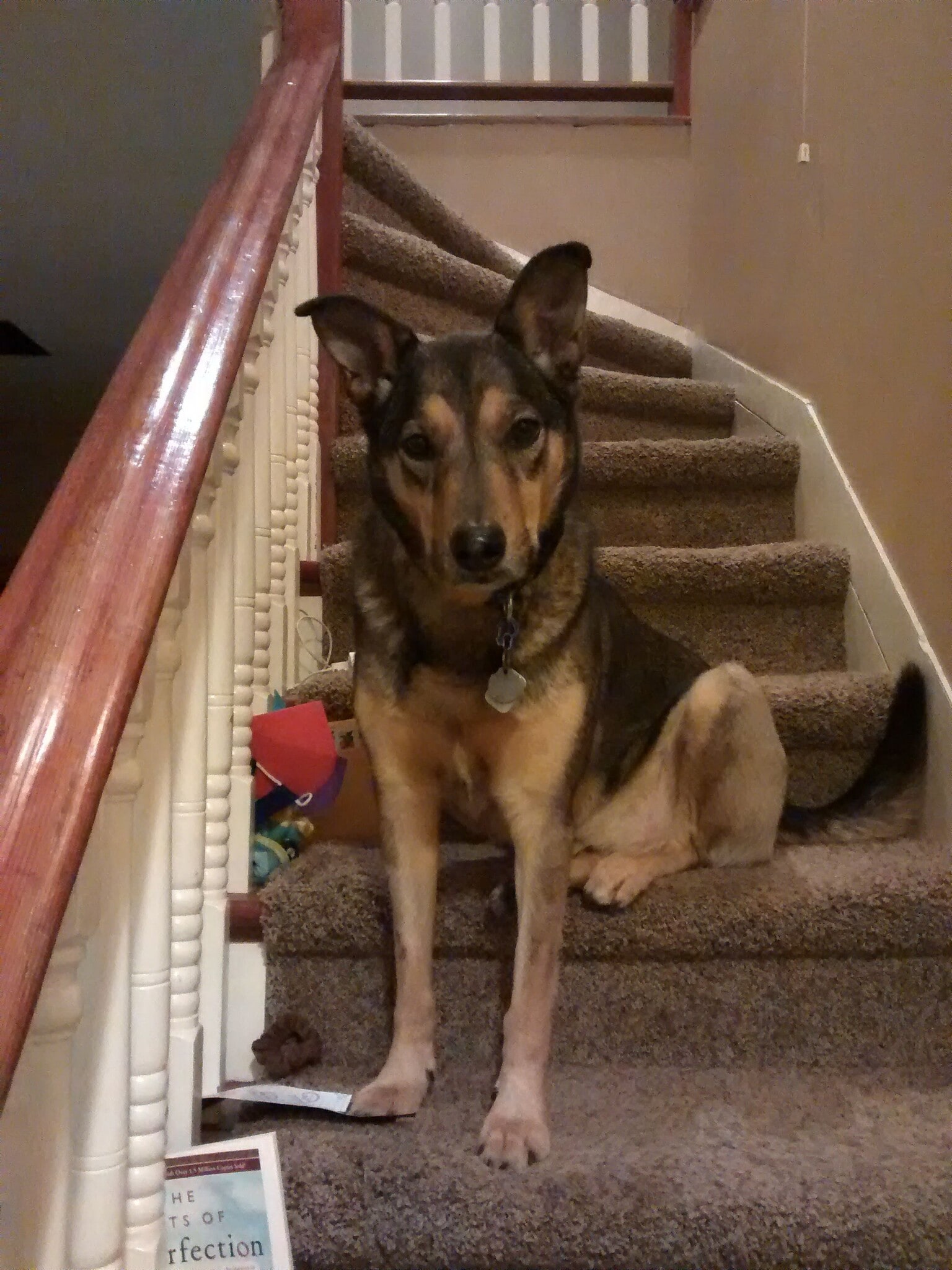 dog not included - 819 Donovan Ave