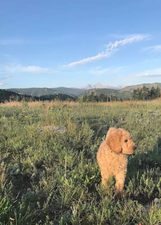 Building Photo - 468 Snow Top Dr