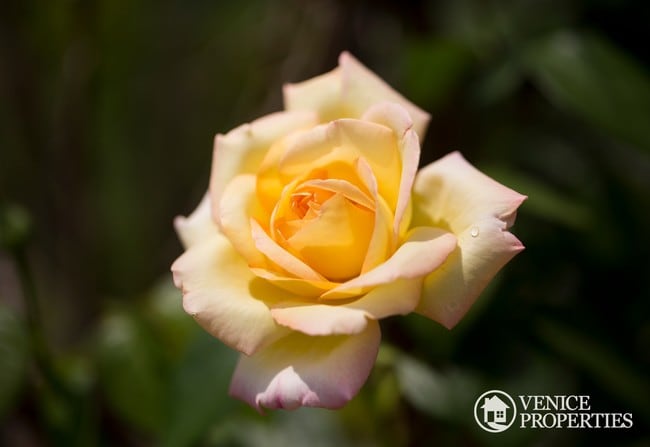 Building Photo - 103 W Norwich Ave