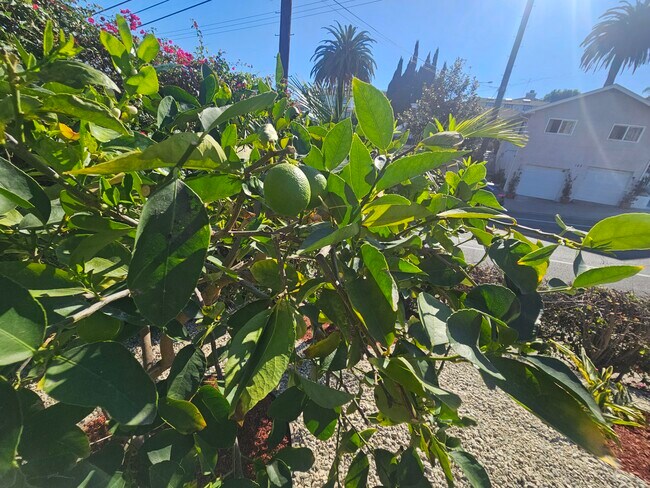 Building Photo - 1158 W 1st St