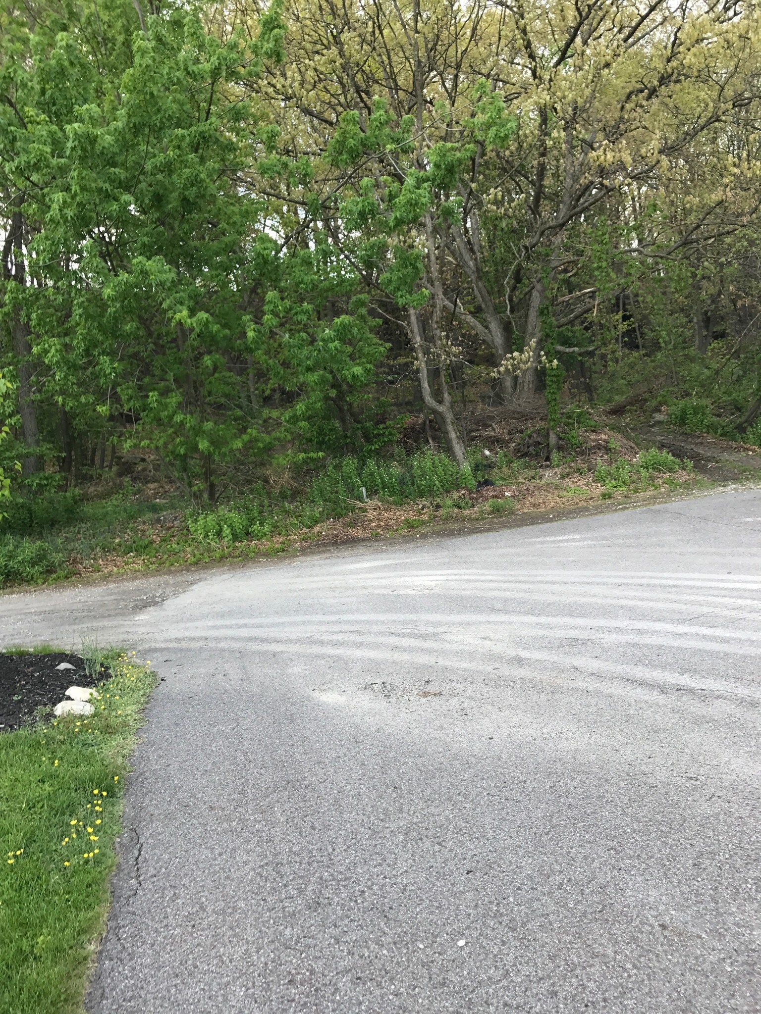 Scenery - 730 Clevio St