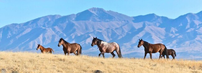Building Photo - 213 White Mountain Meadows Dr