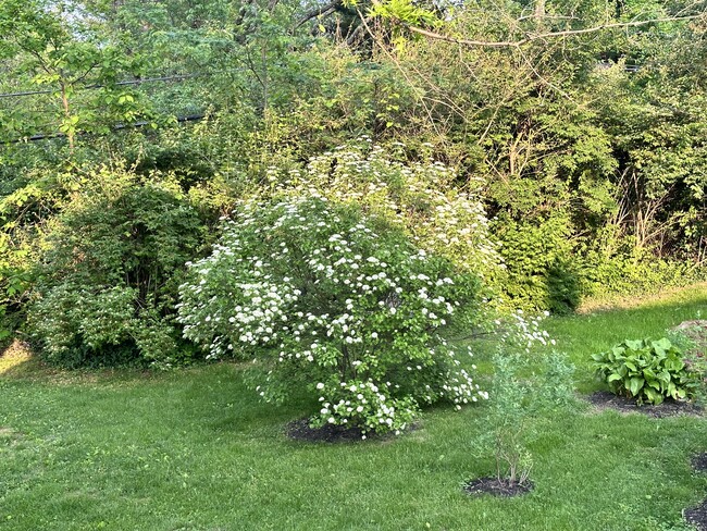 backyard - 3202 N Kingsley Dr