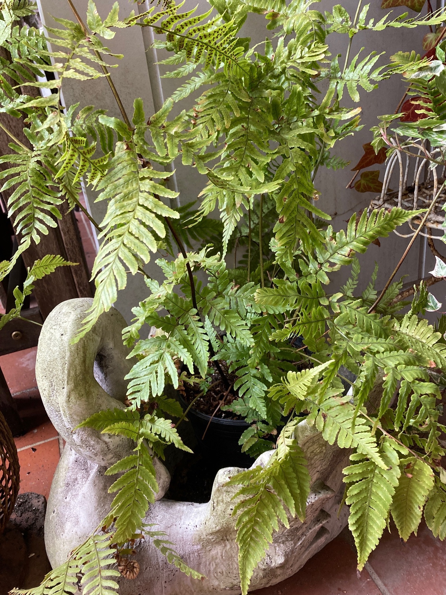 Patio year-round plantings - 3014 Dent Pl NW