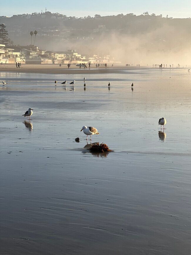 Building Photo - La Jolla Shores